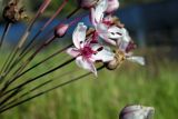 Butomus umbellatus