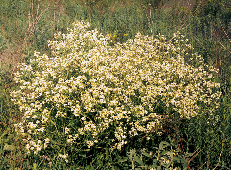 Image of Crambe tataria specimen.