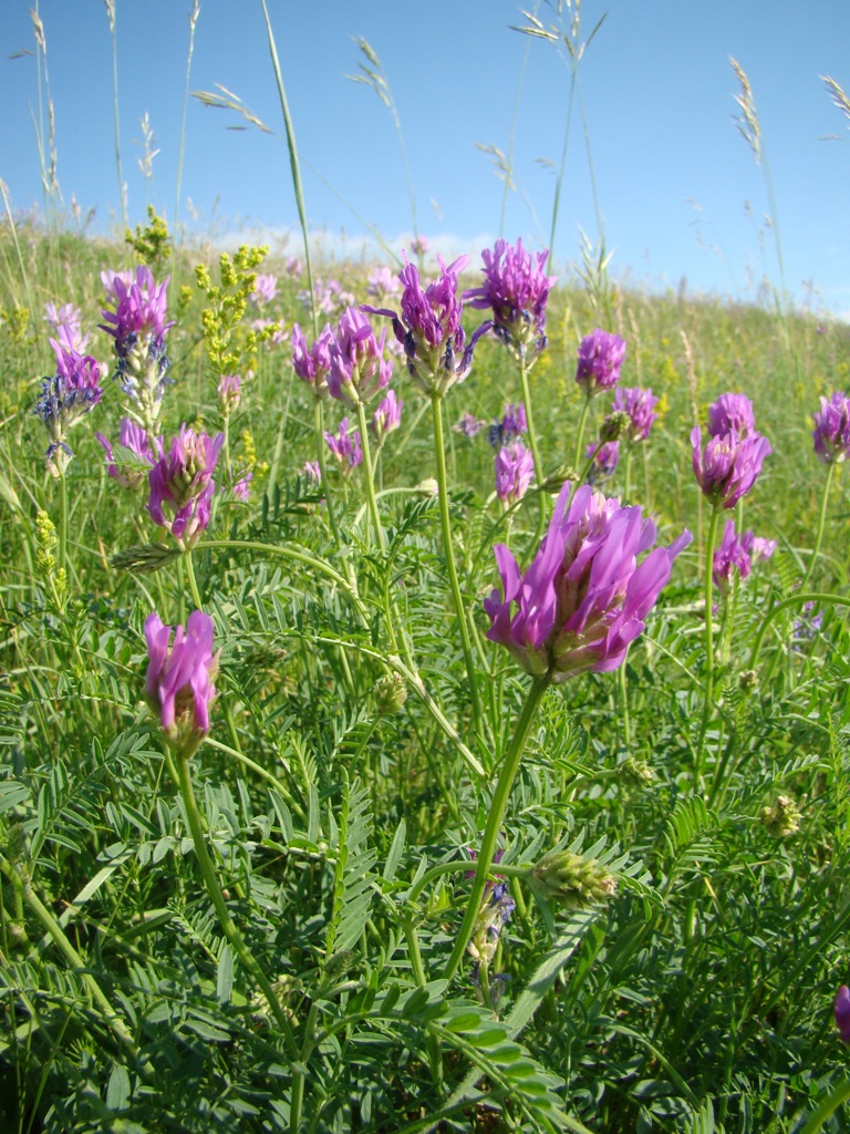 Изображение особи Astragalus onobrychis.