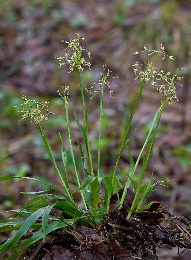 Image of Luzula pilosa specimen.