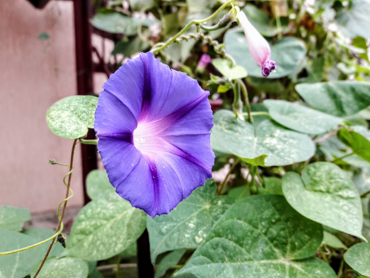 Изображение особи Ipomoea purpurea.