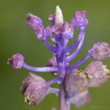 Leopoldia comosa