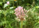 Allium sativum