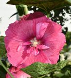 Alcea rosea