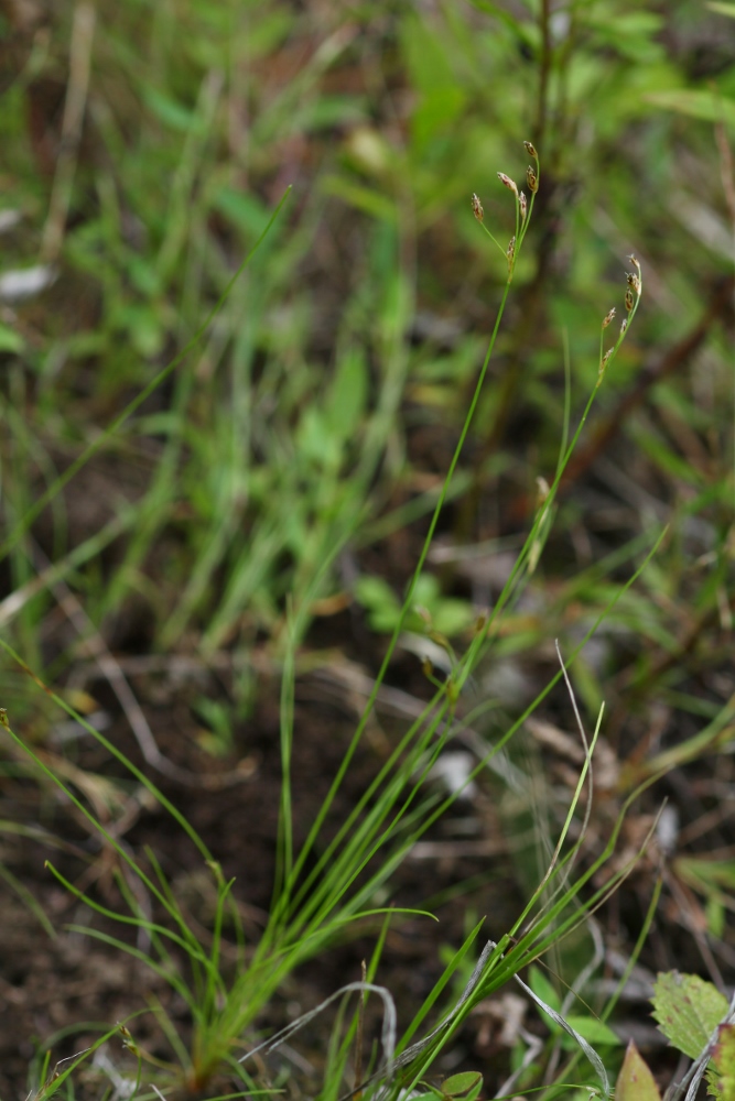 Image of Bulbostylis densa specimen.