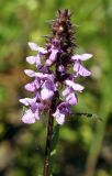 Stachys palustris. Соцветие. Амурская обл., Бурейский р-н, окр. с. Малиновка. 17.07.2016.
