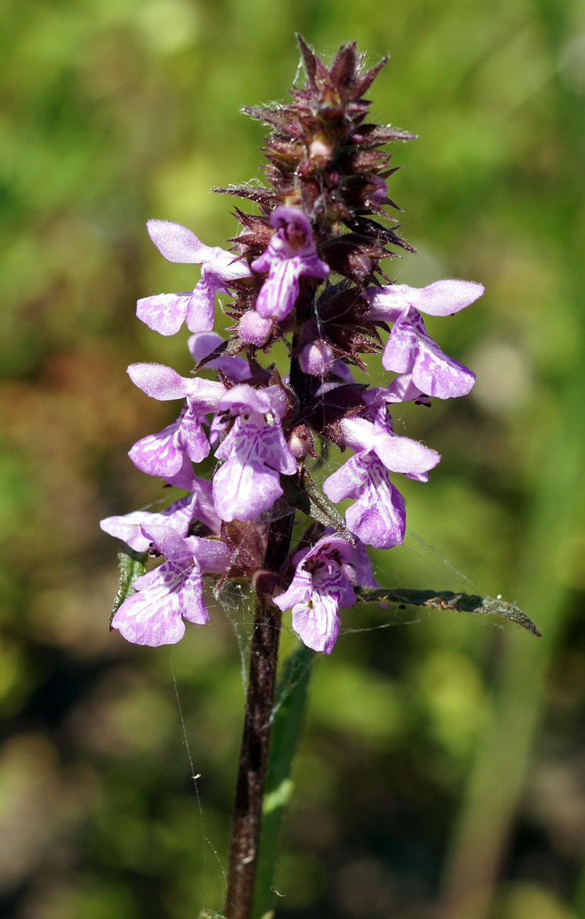 Изображение особи Stachys palustris.