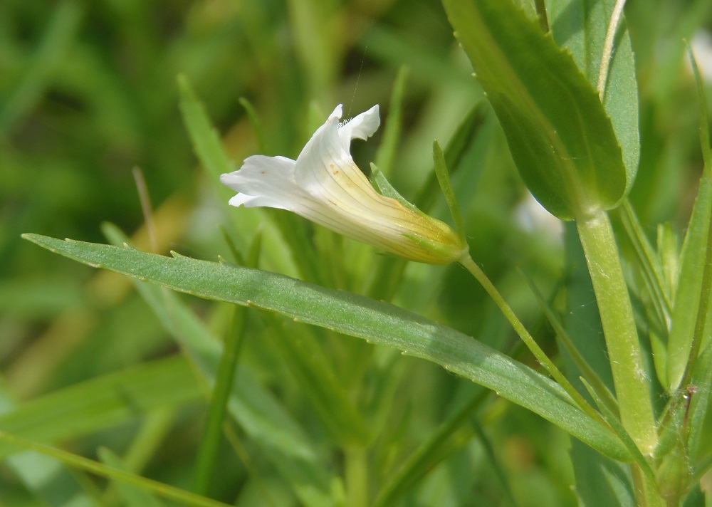 Изображение особи Gratiola officinalis.