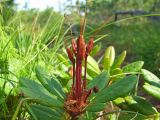 Rhododendron aureum