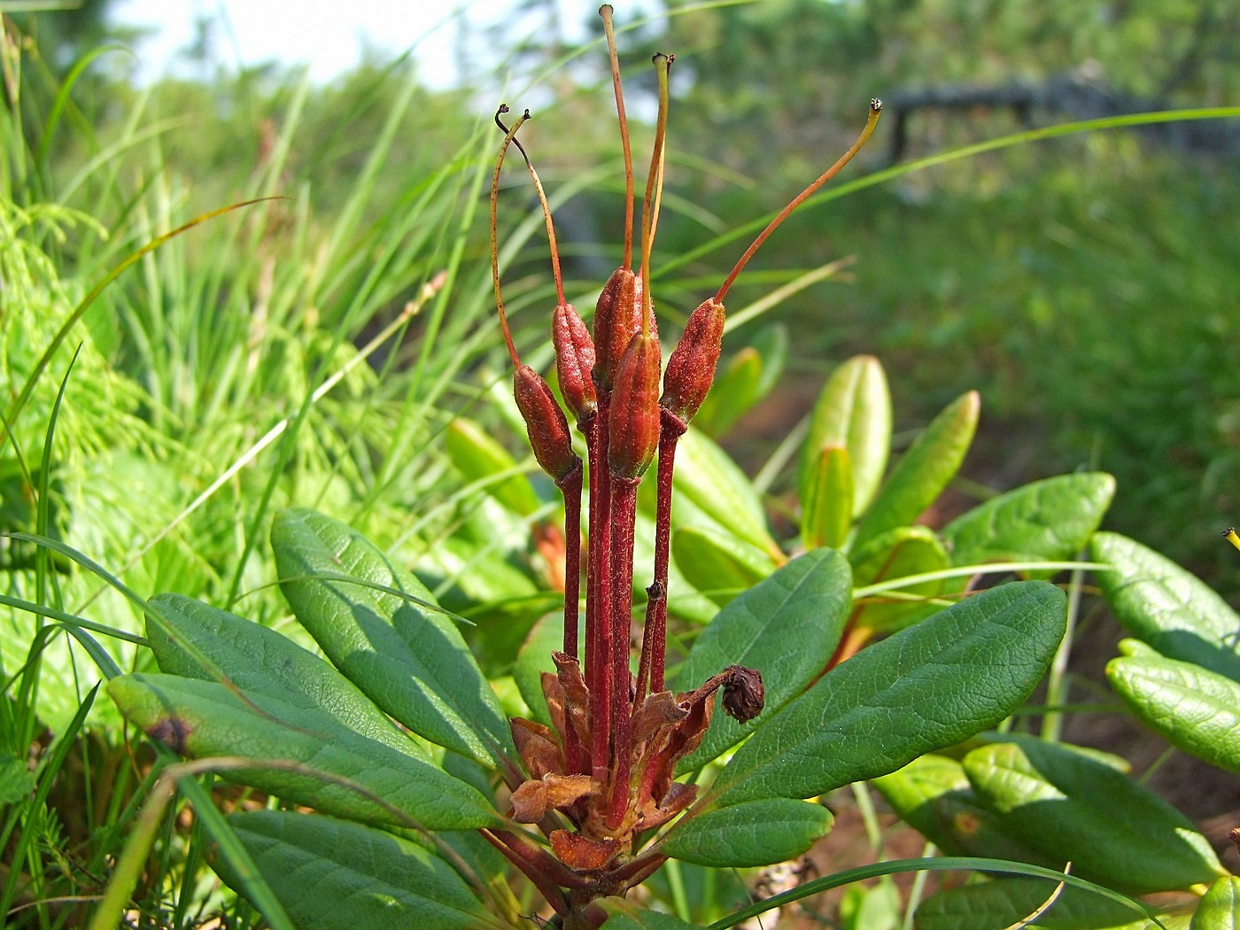 Image of Rhododendron aureum specimen.