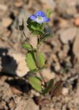 Veronica persica