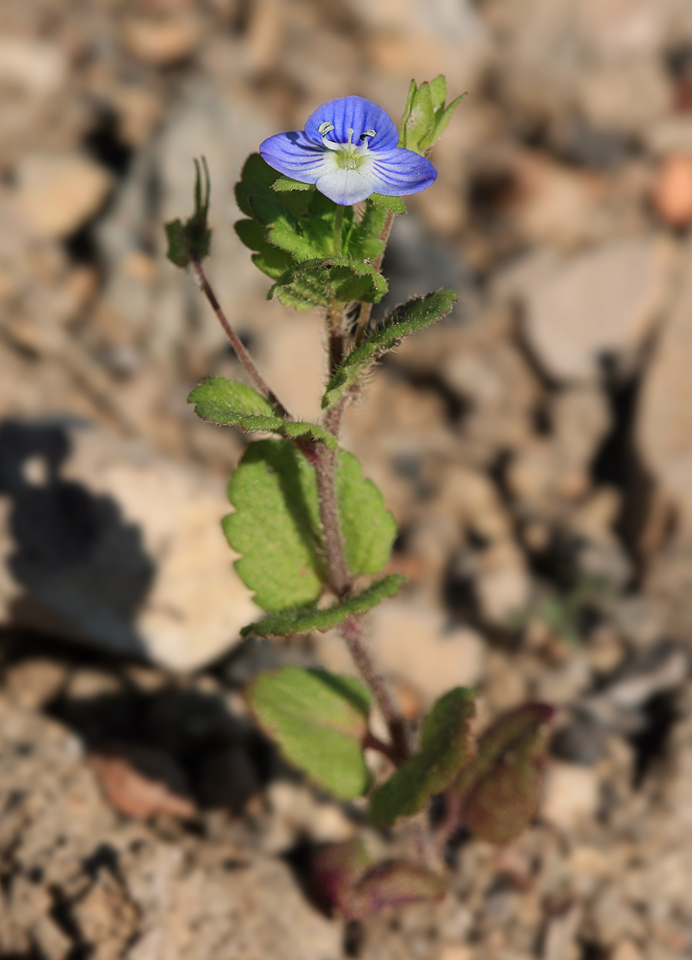 Image of Veronica persica specimen.