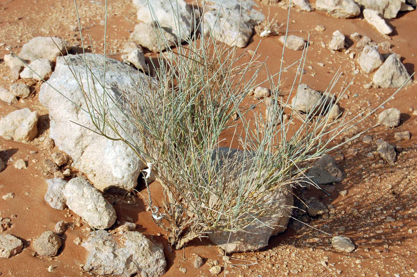 Image of Ephedra foliata specimen.