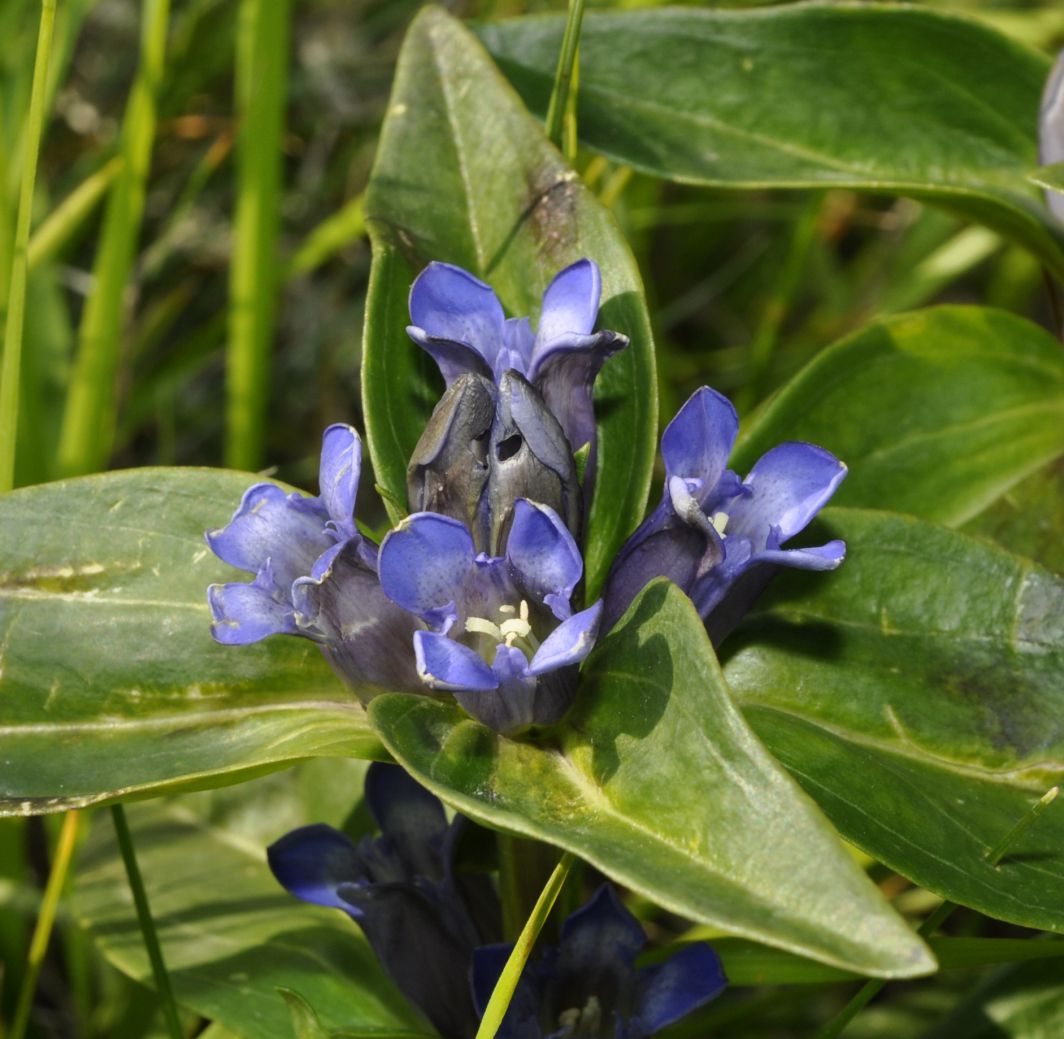 Изображение особи Gentiana cruciata.