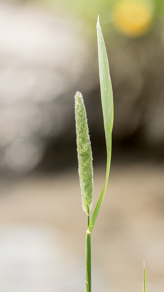 Image of Alopecurus arundinaceus specimen.