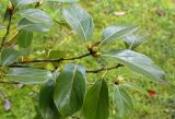 Cinnamomum camphora