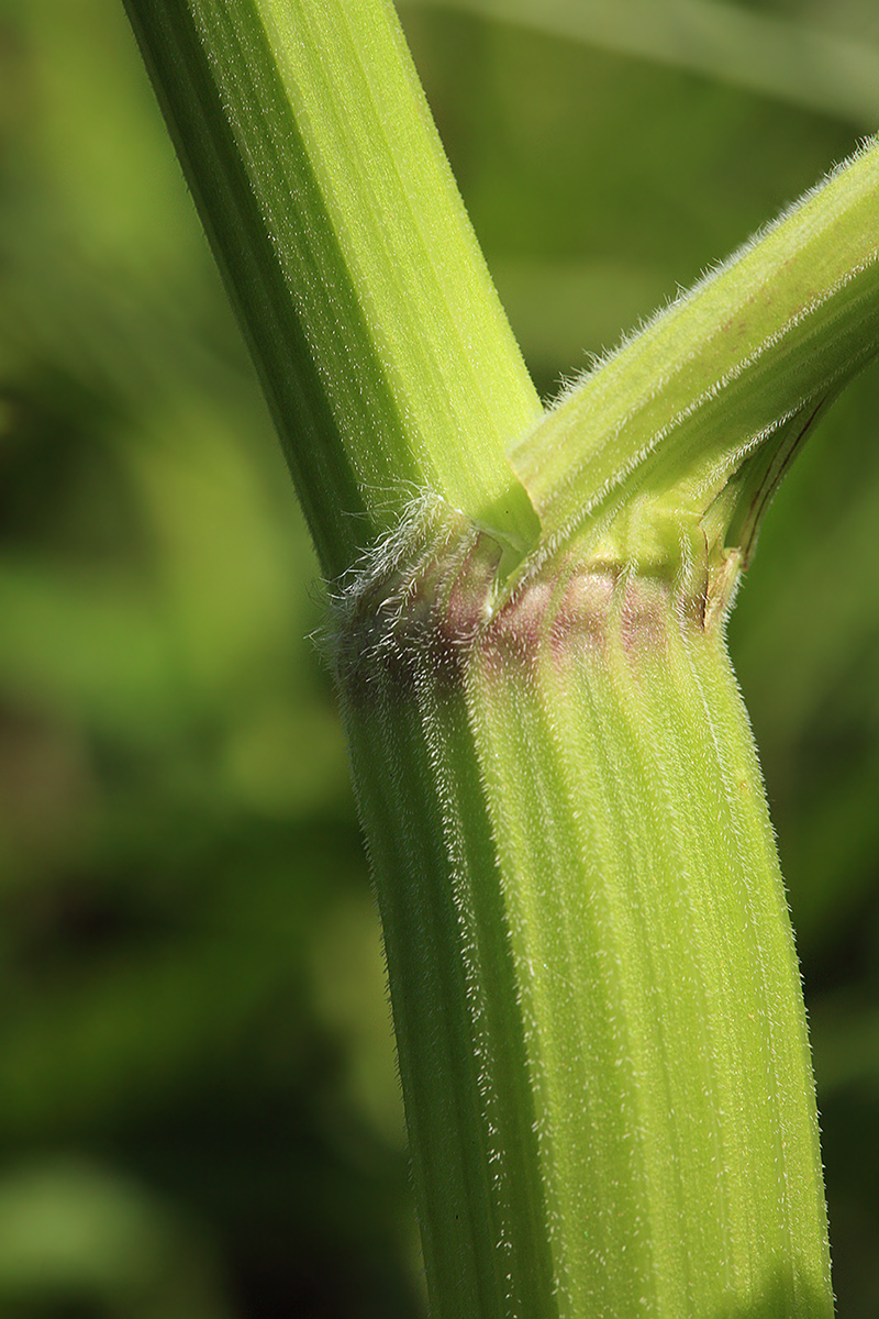 Изображение особи Anthriscus sylvestris.