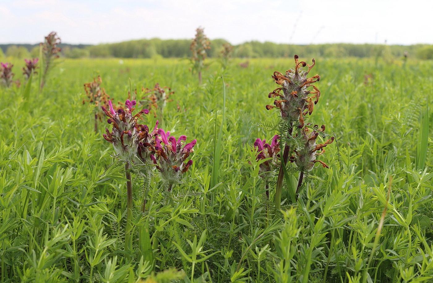 Image of Pedicularis dasystachys specimen.