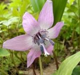 Erythronium japonicum