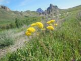 Hypericum scabrum