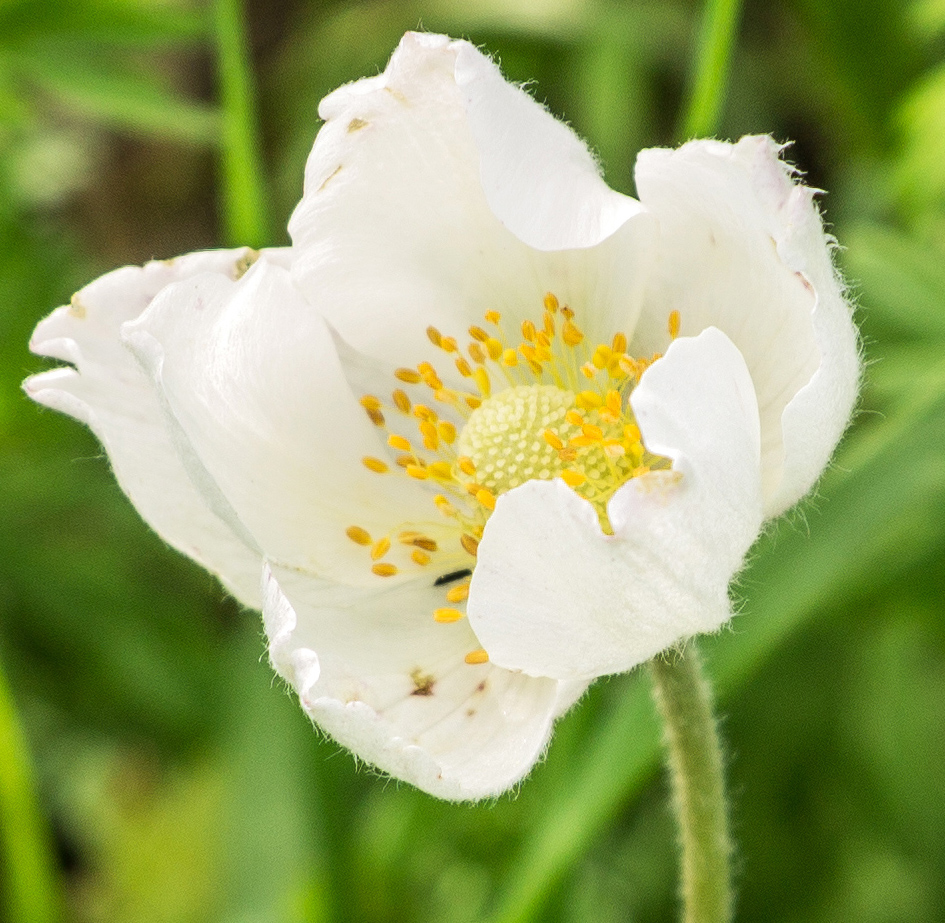 Image of Anemone sylvestris specimen.