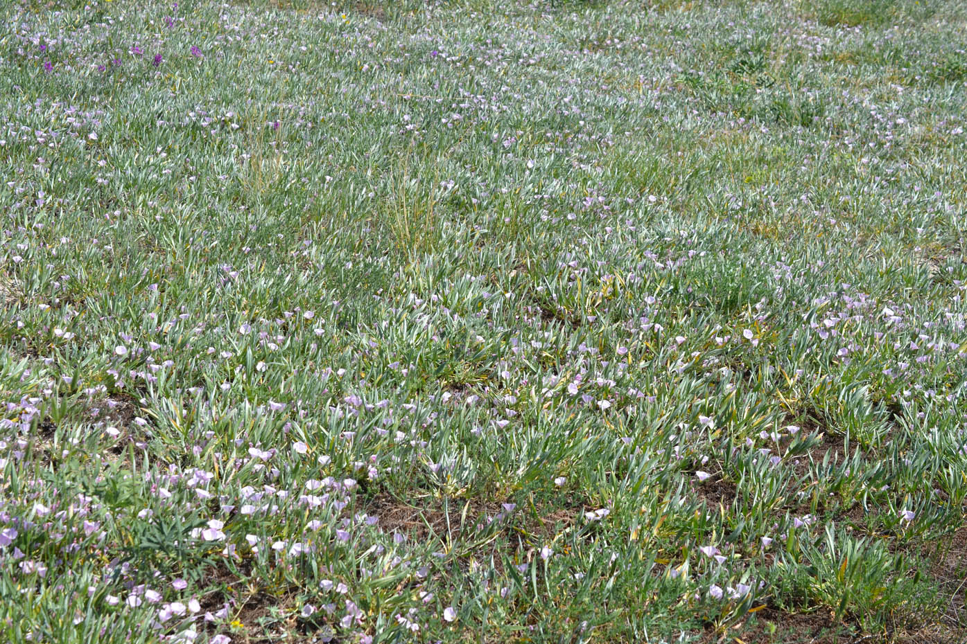 Изображение особи Convolvulus lineatus.