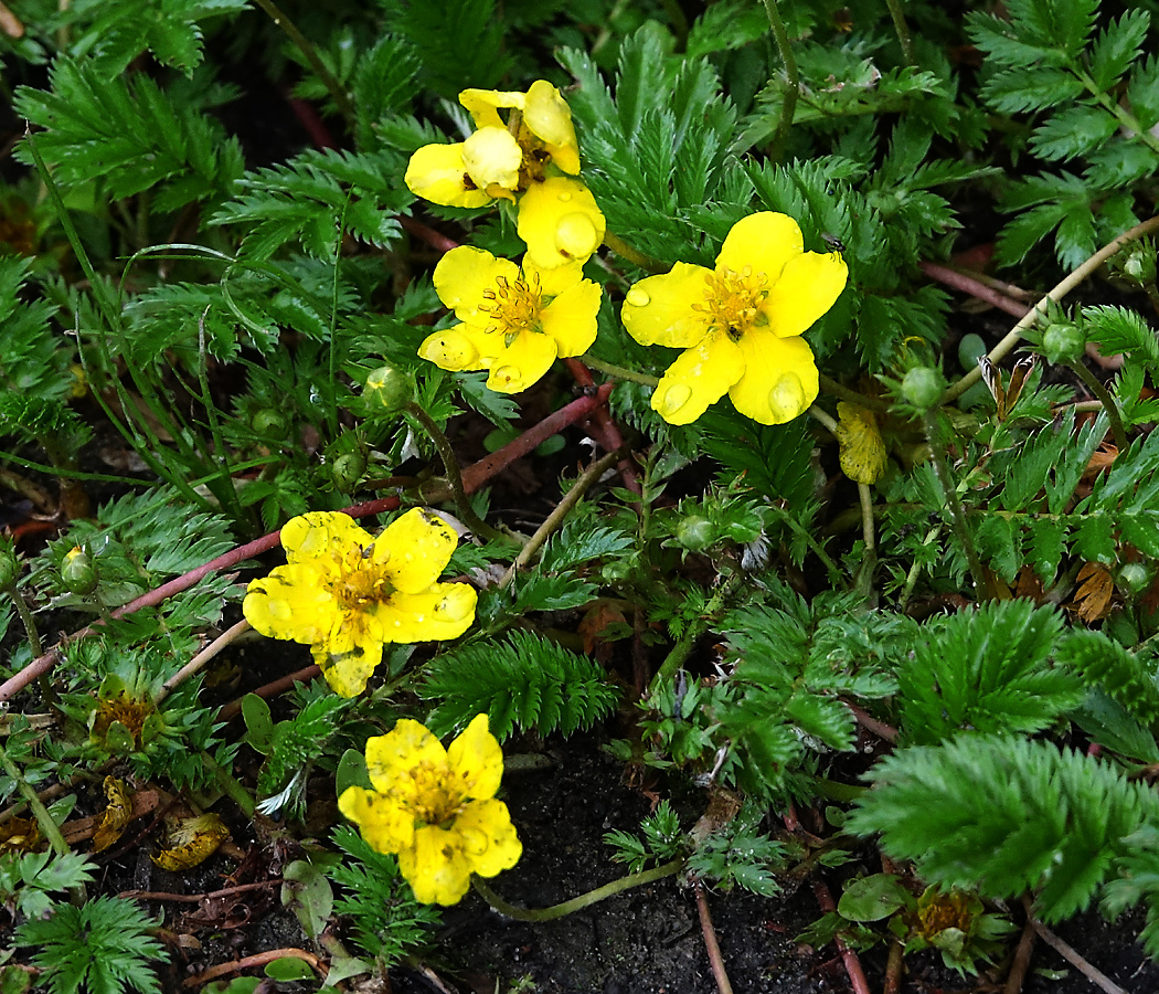 Image of Potentilla anserina specimen.