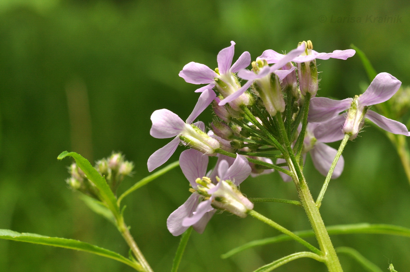 Изображение особи Dontostemon dentatus.