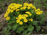 Caltha silvestris