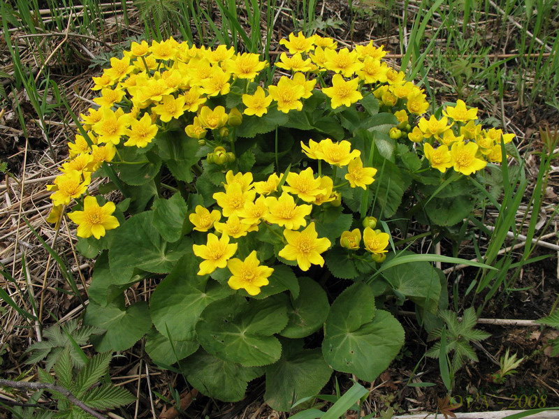 Image of Caltha silvestris specimen.