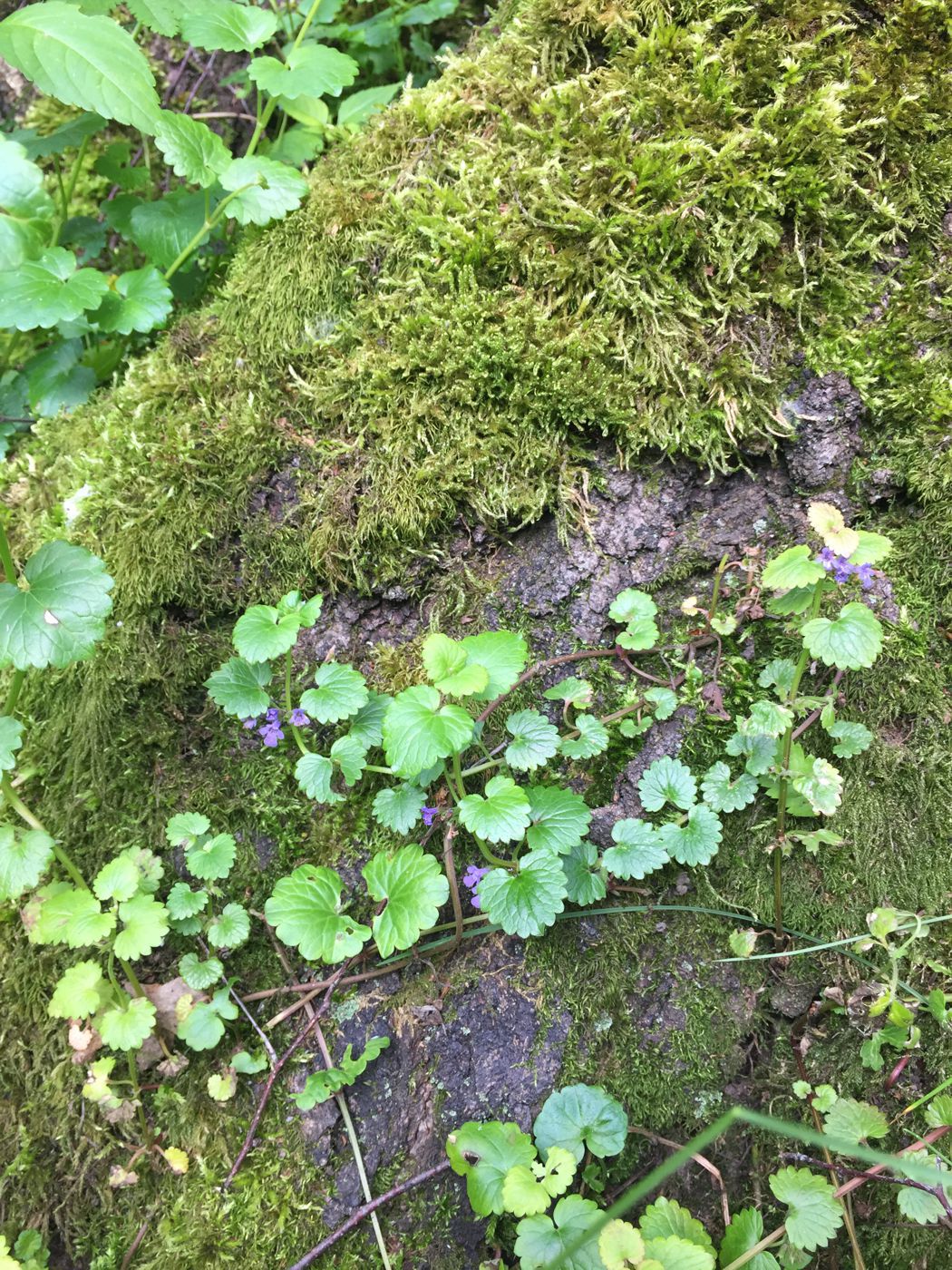 Изображение особи Glechoma hederacea.