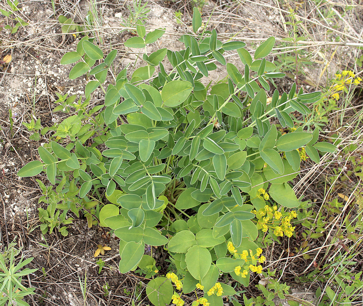 Изображение особи Hedysarum grandiflorum.