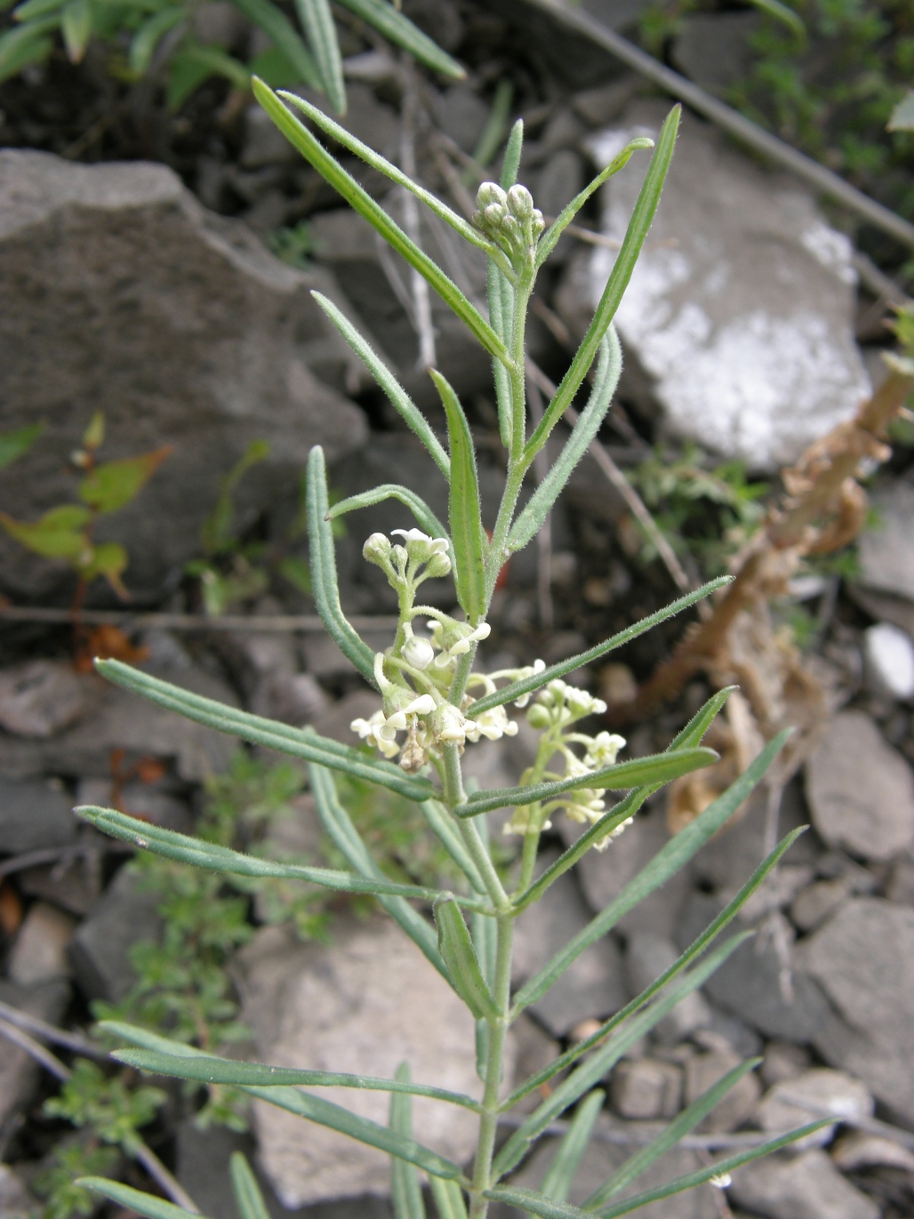 Изображение особи Vincetoxicum sibiricum.