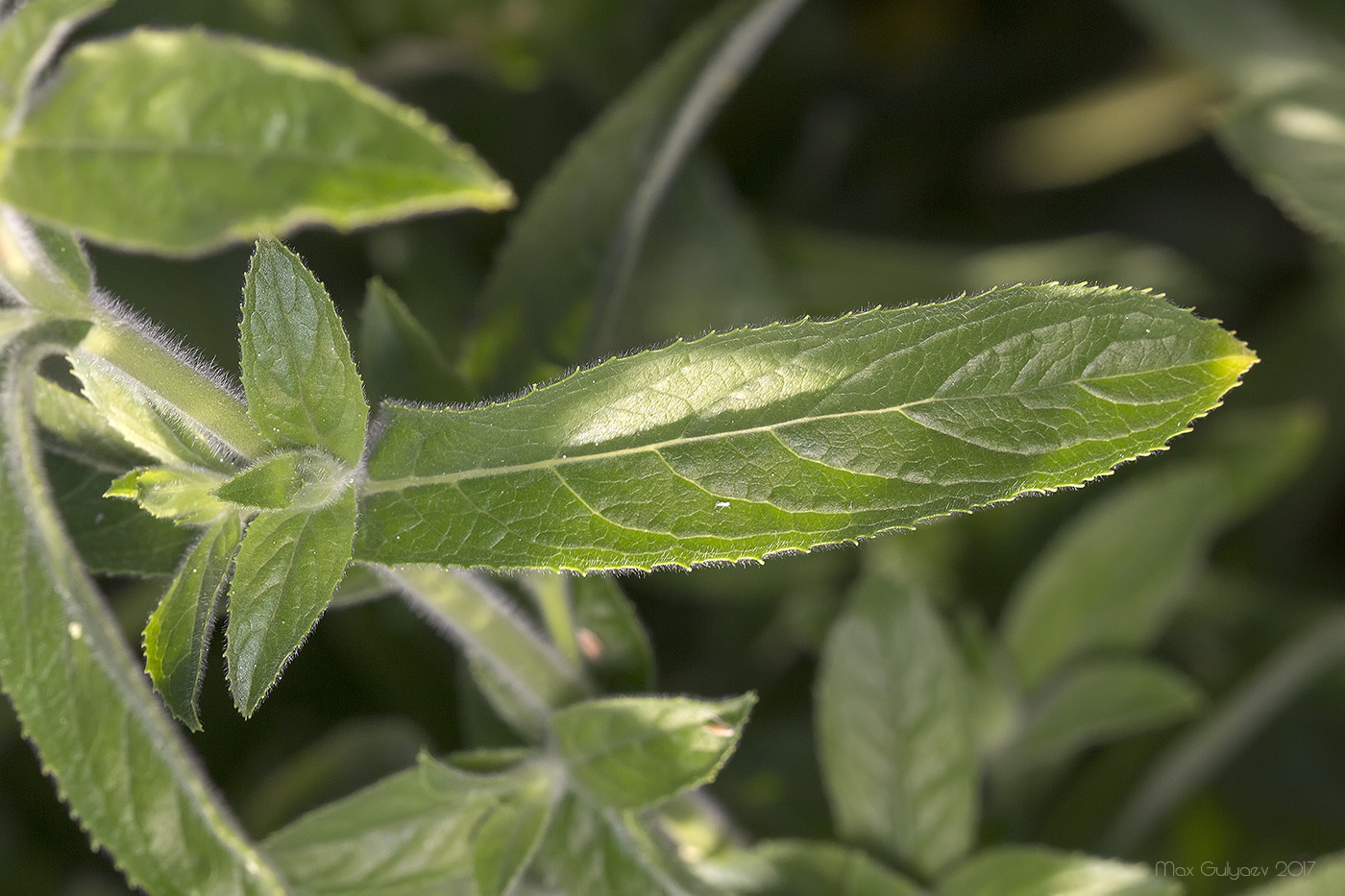 Image of Epilobium villosum specimen.