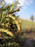 Genista tinctoria