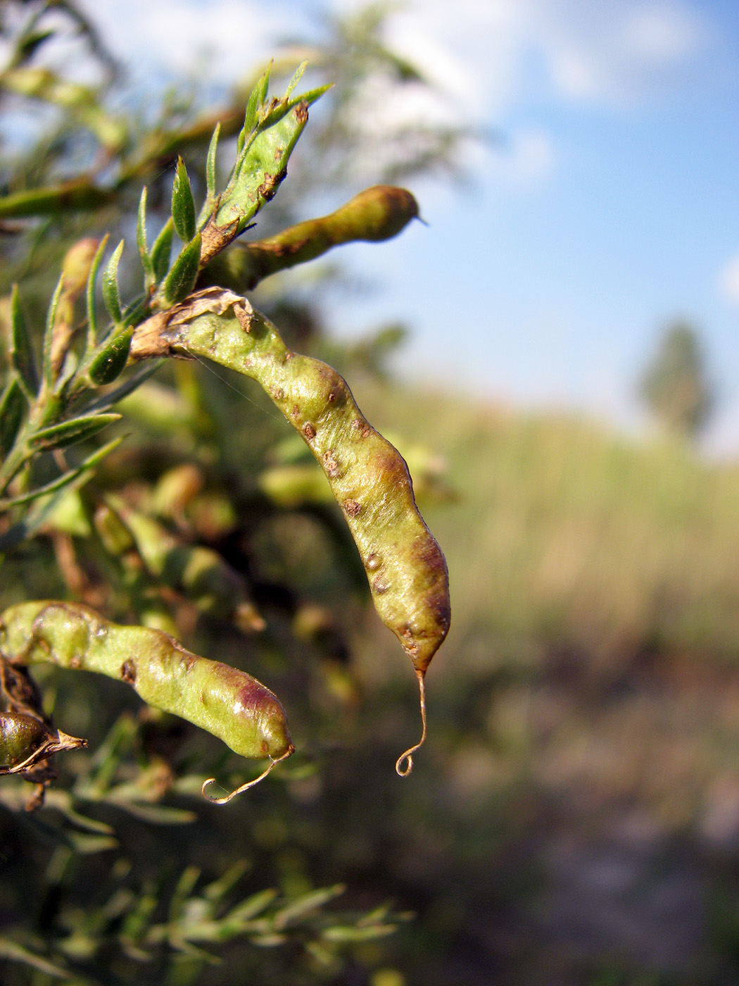 Image of Genista tinctoria specimen.