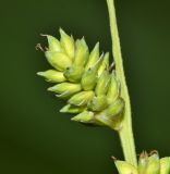 Carex canescens