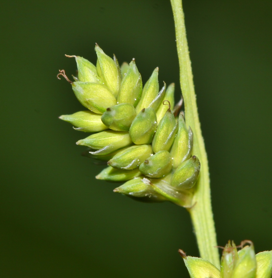 Изображение особи Carex canescens.