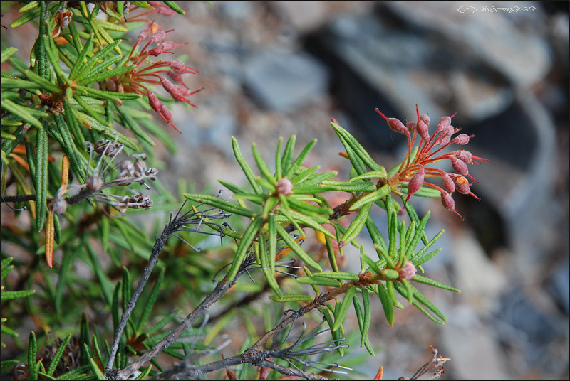 Image of Ledum palustre specimen.