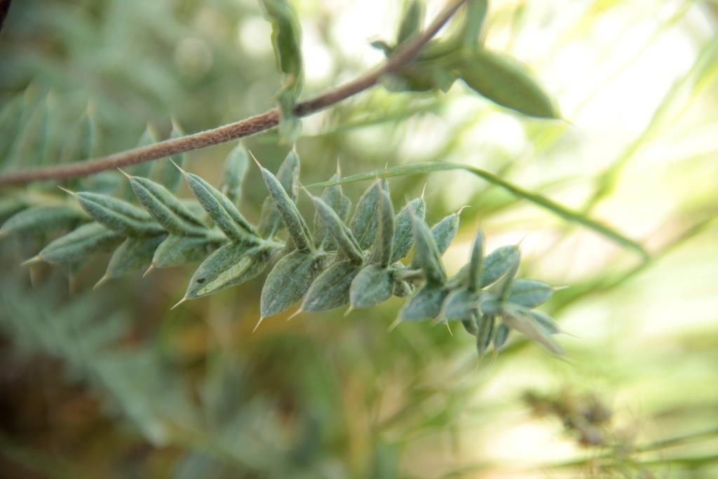 Image of Cousinia bonvalotii specimen.