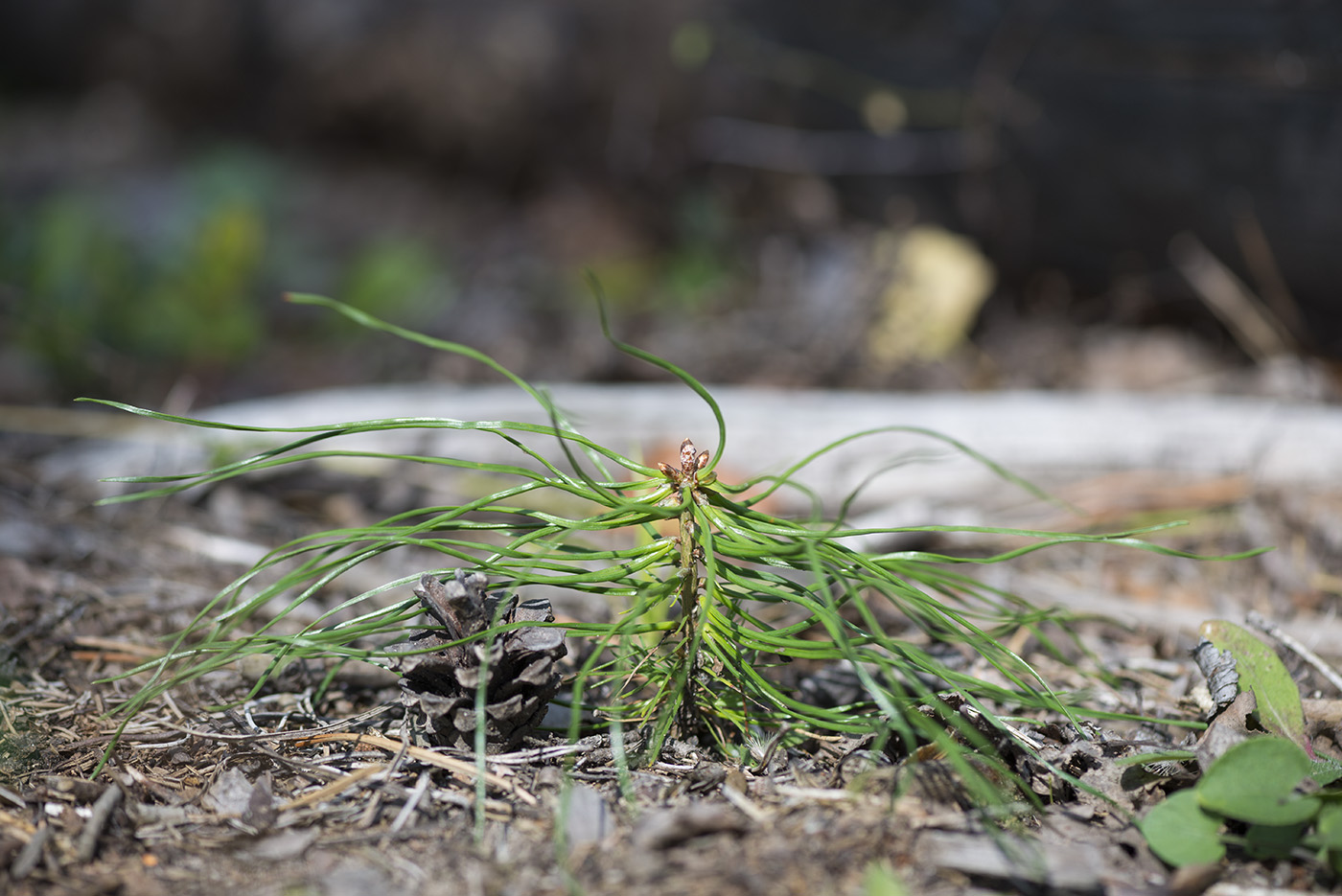 Изображение особи Pinus sylvestris.