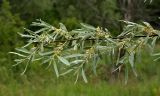 Elaeagnus angustifolia