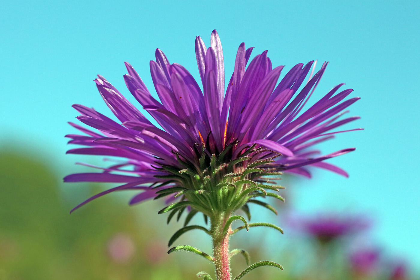 Image of Symphyotrichum novae-angliae specimen.