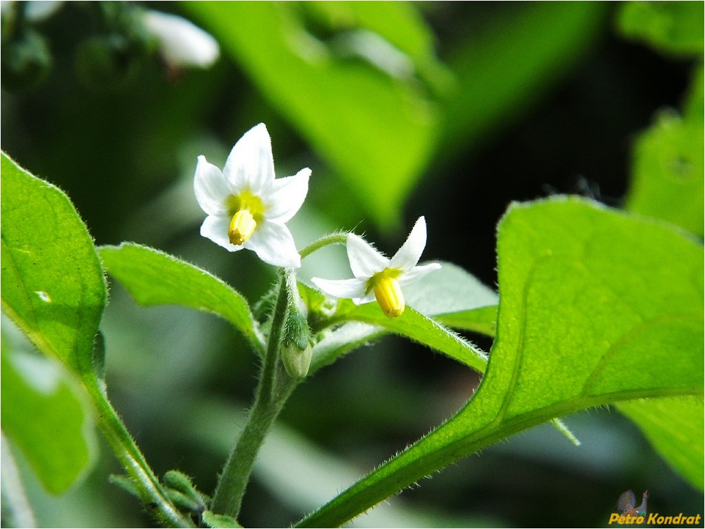 Изображение особи Solanum nigrum.