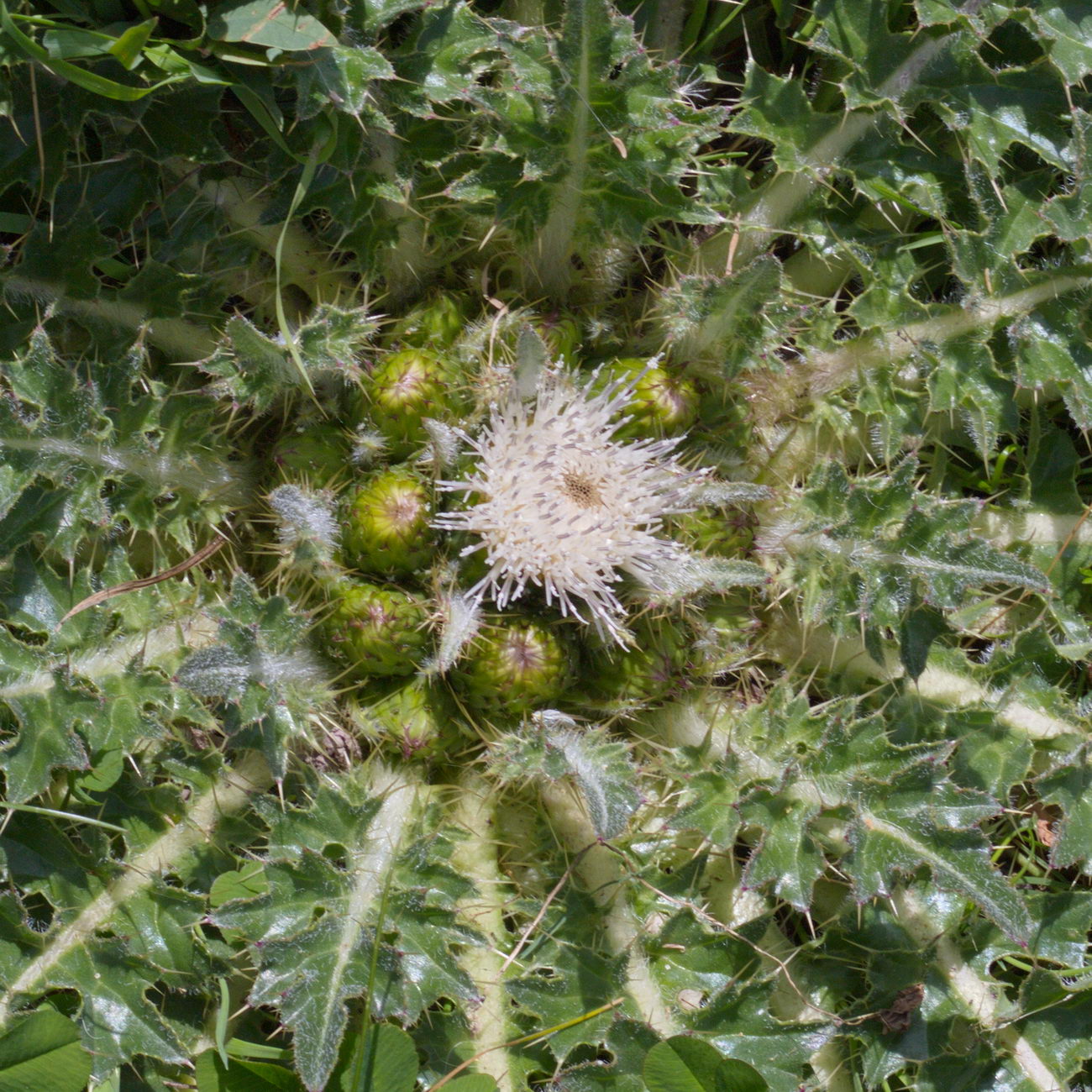 Image of Cirsium esculentum specimen.