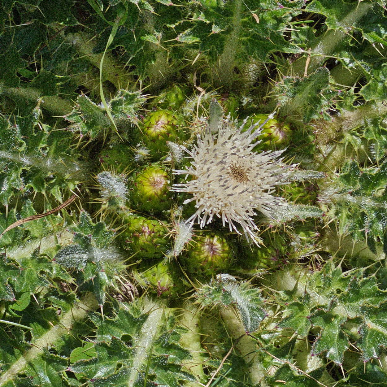 Изображение особи Cirsium esculentum.