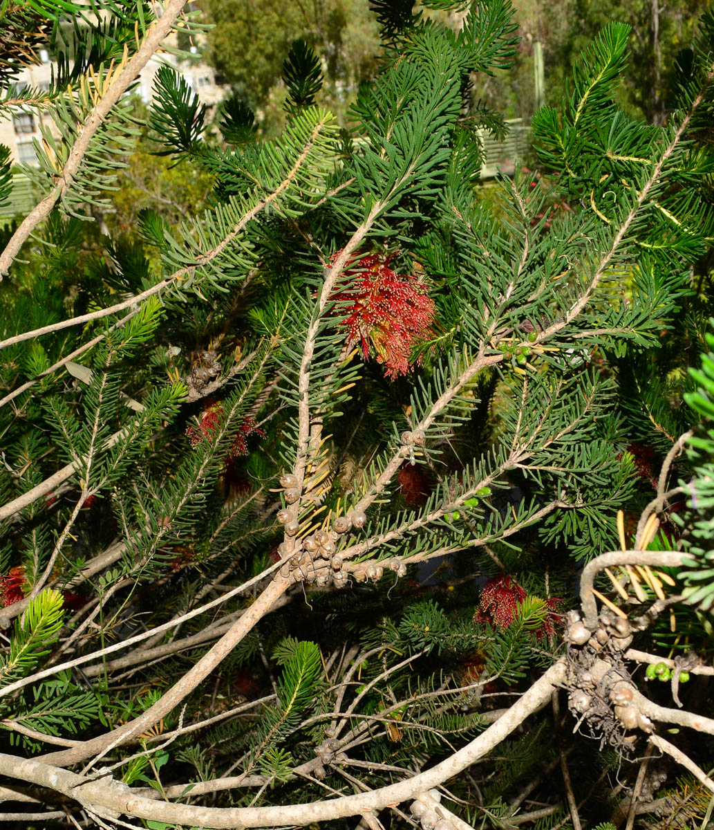 Image of Calothamnus quadrifidus specimen.