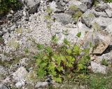 Valeriana alliariifolia. Отцветающее растение. Адыгея, окр. плато Лагонаки. 17.08.2008.