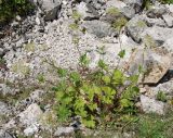 Valeriana alliariifolia