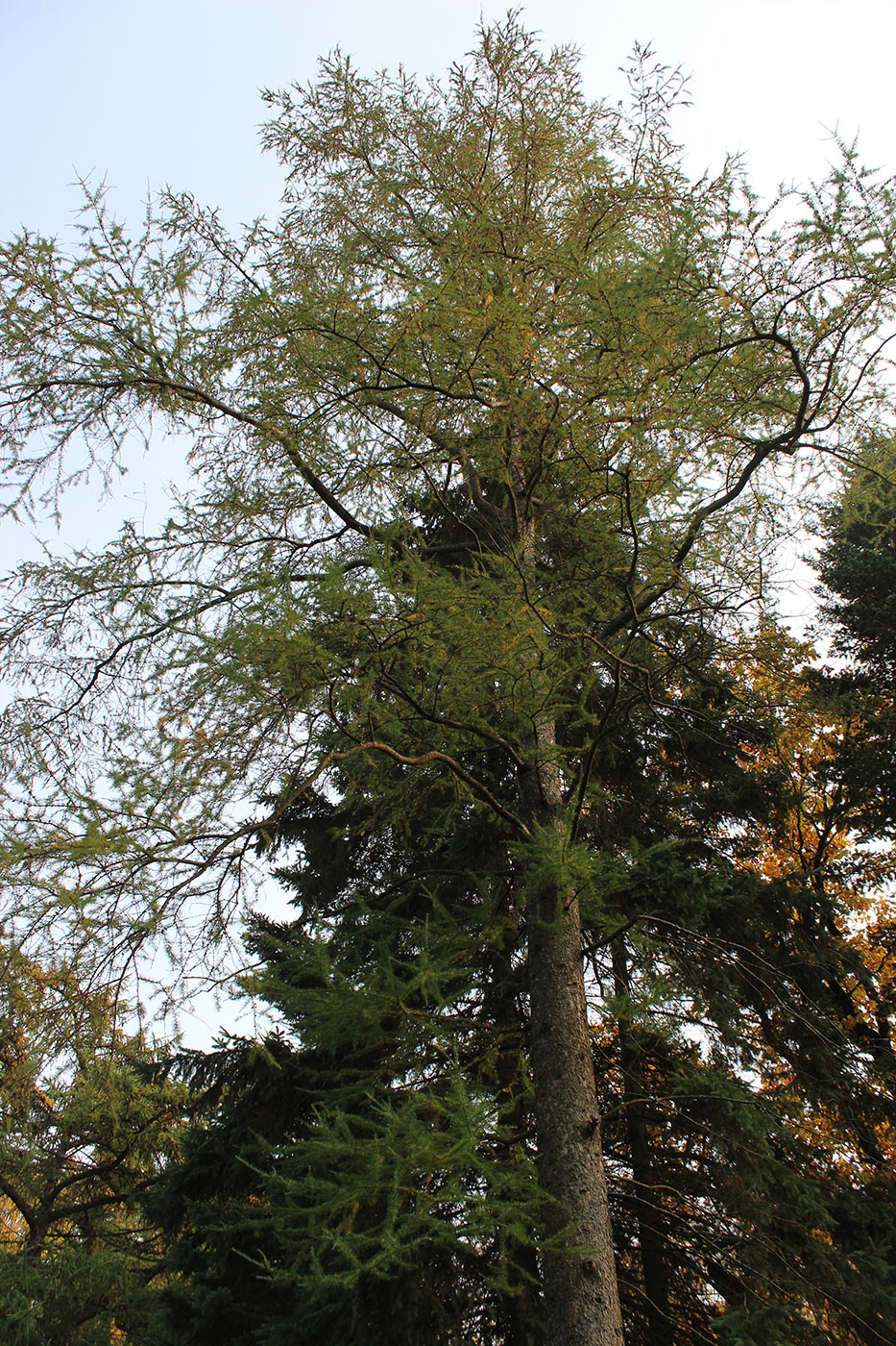 Image of Larix laricina specimen.